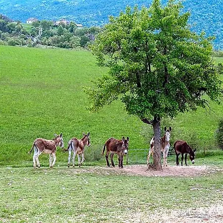 La Borda De Pastores Sabiñánigo