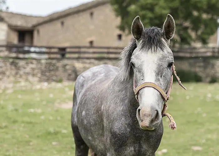 La Borda De Pastores Lägenhetshotell Sabiñánigo